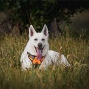 American White Shepherd Dog
