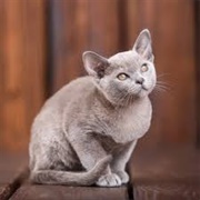 European Burmese Cat