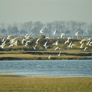 Yancheng Biosphere Reserve, Jiangsu, China