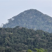 Ziama Massif, Guinea