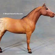 Pony of the Americas