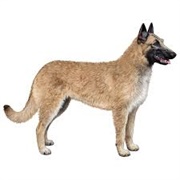 Belgian Shepherd Laekenois