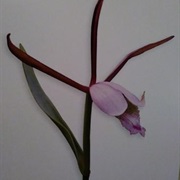 Los Angeles, California