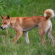 Dingo Dog