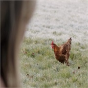 Orange Is the New Black: "The Chickening" (S1,E5)