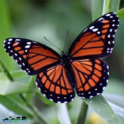 Viceroy Butterfly