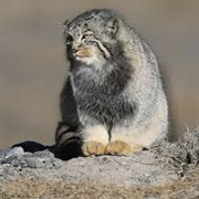 Pallas's Cat