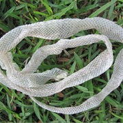 Found Shed Snake Skin