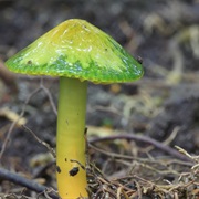 Verdant Mushroom