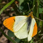 Moroccan Orange Tip