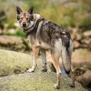 Saarloos Wolfdog