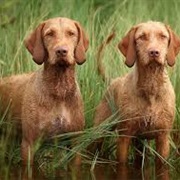Wirehaired Vizsla