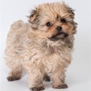 Russian Tsvetnaya Bolonka