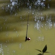 Lose a Fishing Pole