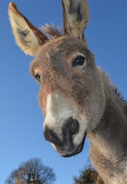 Joey Leads the Way (1968)