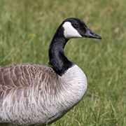 Canada Goose