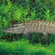 Luccio Del Trasimeno