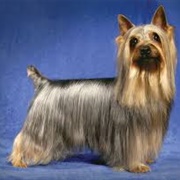 Silky Terrier Dog