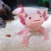 Axoloth and Exotic Animals