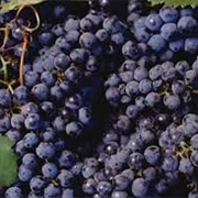 Muscat De Ventoux Grapes