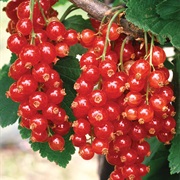 Currant