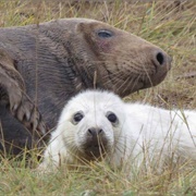 Donna Nook, UK