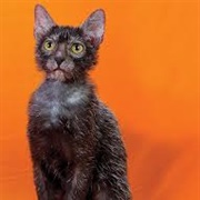 Lykoi Cat