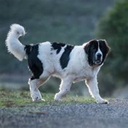 Landseer Dog