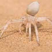 Wheel Spider