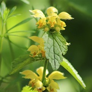 Golden Dead-Nettle