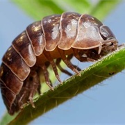 Poke a Pillbug