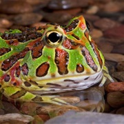 South American Horned Frog