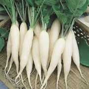Icicle Radish