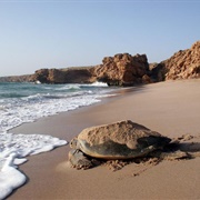 Ras Al Hadd, Oman