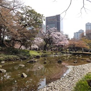 Koishikawa Botanical Garden, Tokyo