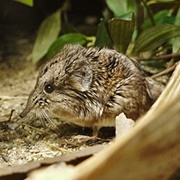 Round-Eared Elephant Shrew