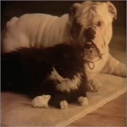 Solid Fuel Advisory Board: "Furry Friends"