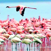 Miankaleh Peninsula Biosphere Reserve, Iran
