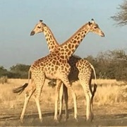 Gadabedji Biosphere Reserve, Niger