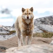 Greenland Dog