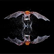 Perfect Trawl: A Greater Bulldog Bat Catching a Fish (Chris Ziegler)