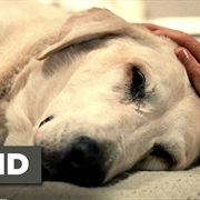 Marley & Me – the Goodbye