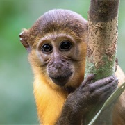 Golden-Bellied Mangabey