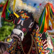 Bumba Meu Boi, Maranhão