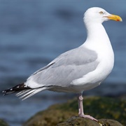 American Herring Gull