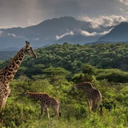 Arusha National Park, Tanzania