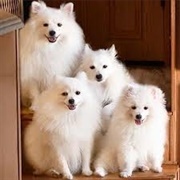 Volpino Italiano Dog