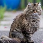 Ragamuffin Cat