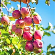 Pink Lady Apples
