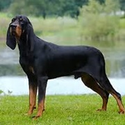 Black and Tan Coonhound